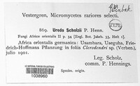 Uredo scholzii image